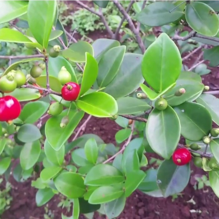 Bibit Tanaman Buah Bit Cherry Manis