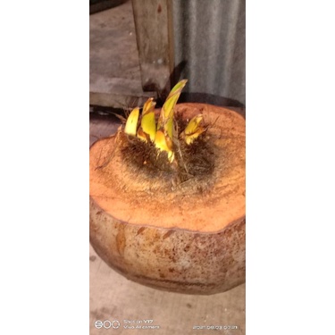 bahan bonsai kelapa unik kembar 4