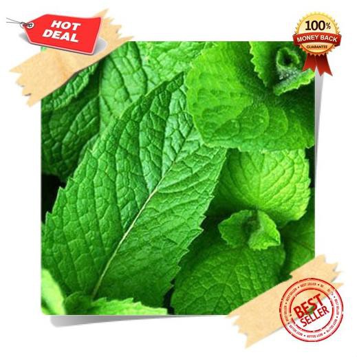 

BIG SALE! DAUN MINT SEGAR