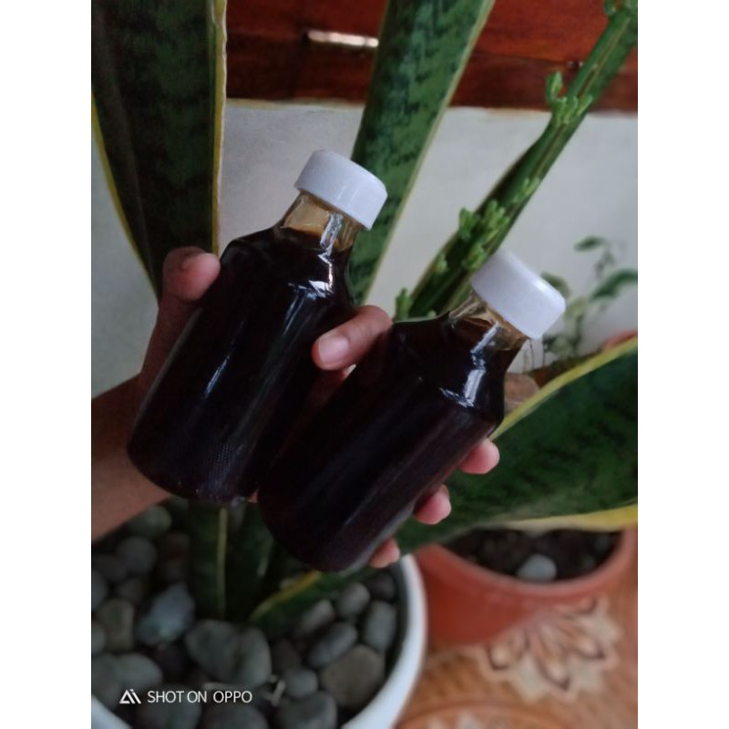 

madu klanceng trigona