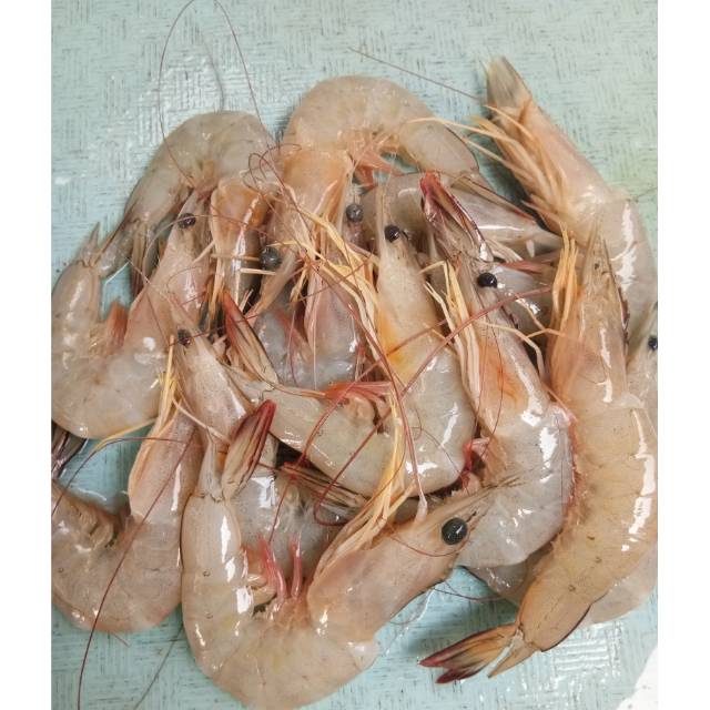 Jual Promo Udang Jerbung Fresh Km Kepala Patah Sedikit Indonesia