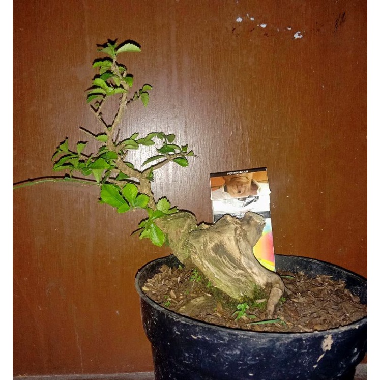 POHON TEHTEHAN TANAMAN TEHTEHAN BONSAI TEHTEHAN BAHAN BONSAI TEHTEHAN GAMBAR ASLI