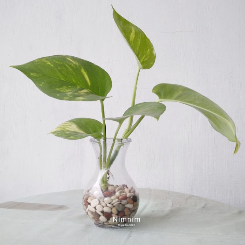 (1 Paket) Vas bunga kaca bening vas kaca bulat sirih gading