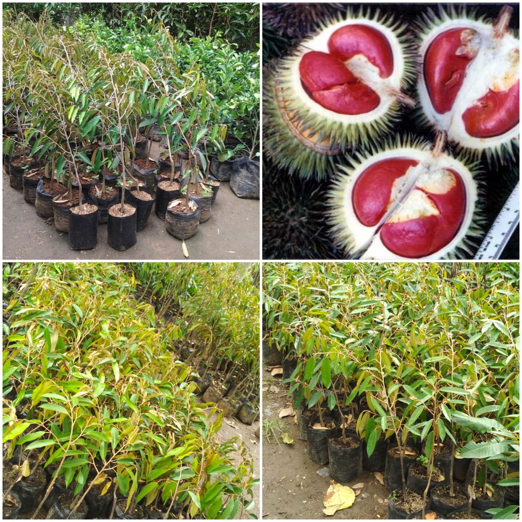 Bibit Durian Merah