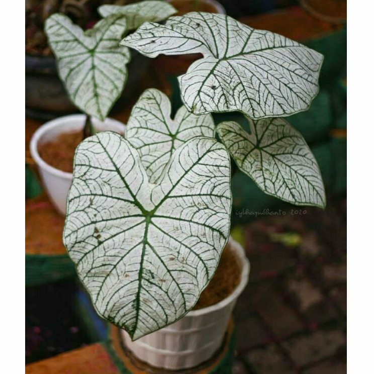 Tanaman hias keladi putih variegata - keladi variegata ALDI TAMAN