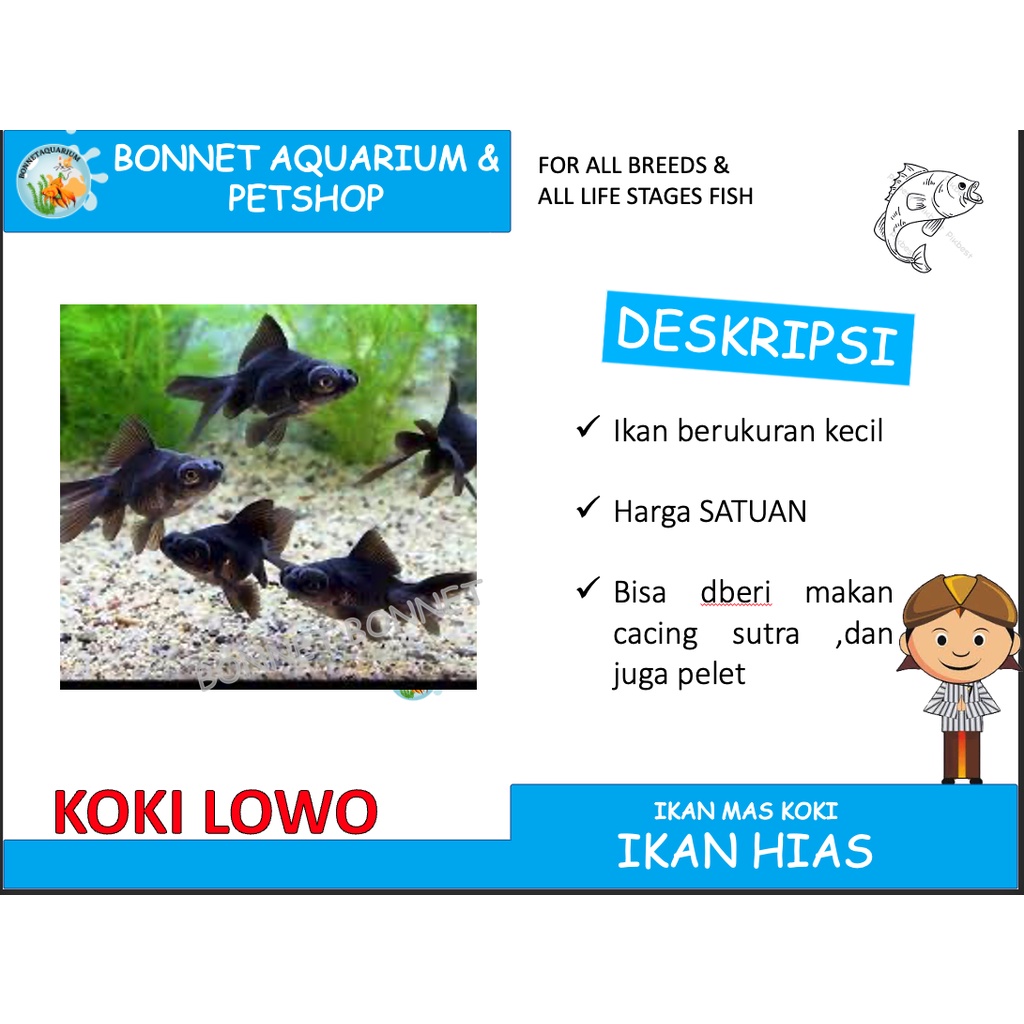 ikan hias mas koki lowo kecil GRAB only..ga bs ekspedisi