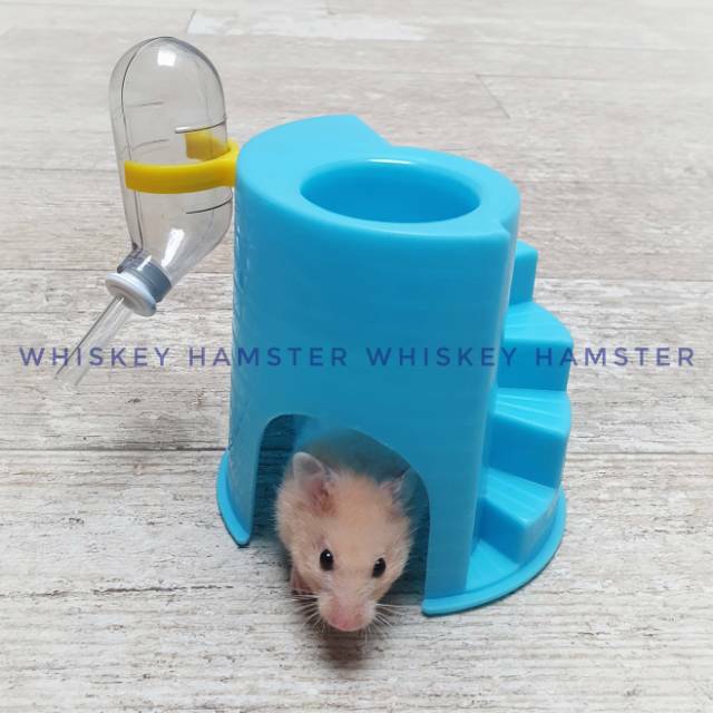 Tempat makan tempat minum dan rumah hamster 3 in 1