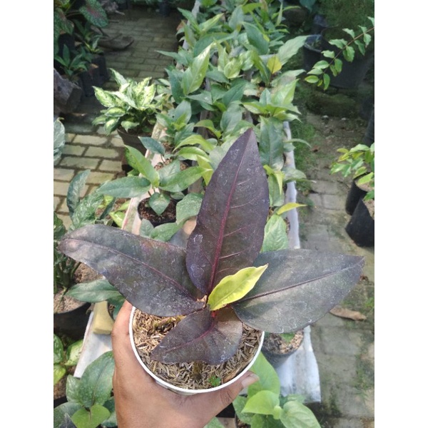 anturium black, hokeri super black, baby anturium black