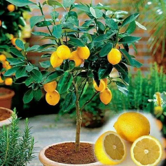 BIBIT BUAH LEMON CALIFORNIA BERBUAH