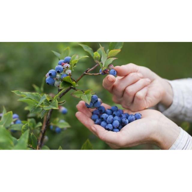 Benih Bibit Biji - Buah Blueberry Bluberi Berries Fruit Seeds - IMPORT