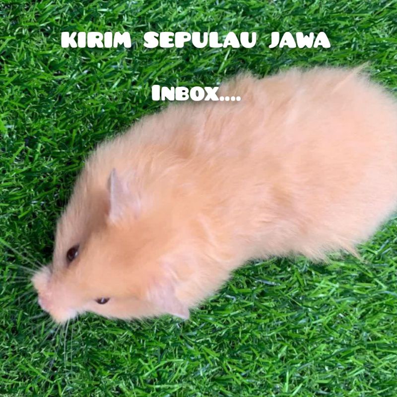 Hamster syrian,winter,roborovsky,camble - kirim sepulau jawa