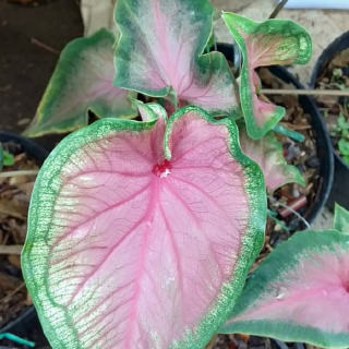 Tanaman Hias Keladi Putih White Caladium Keladi Hias Shopee Indonesia