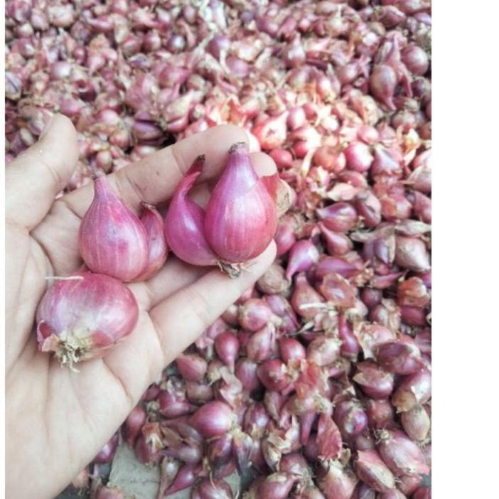 

㊦ BAWANG MERAH BREBES KERING LANGSUNG PETANI ㍽