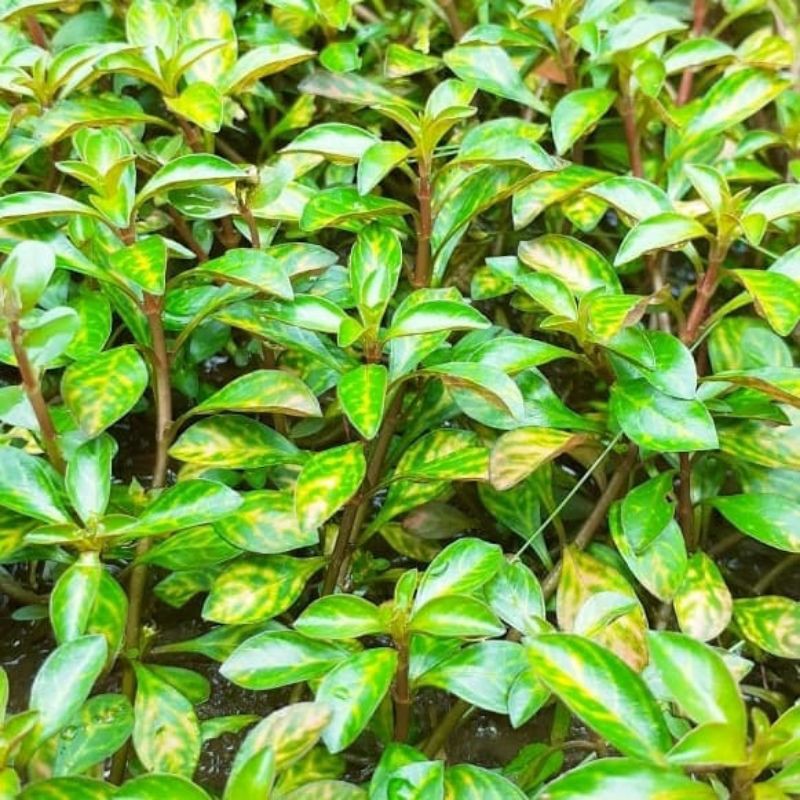 ludwigia rosanervig 20 btg