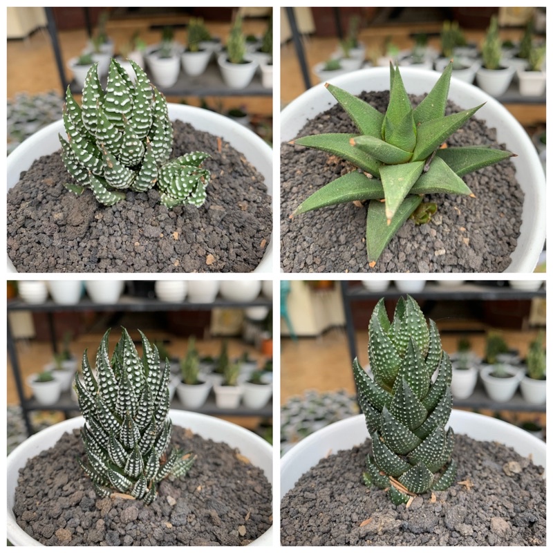 HAWORTHIA JENIS LENGKAP / KAKTUS MURAH / KAKTUS SUKULEN