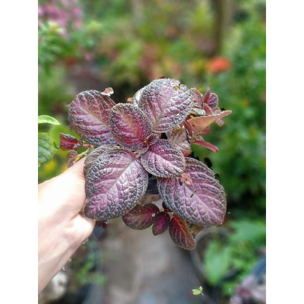 EPISCIA UNGU