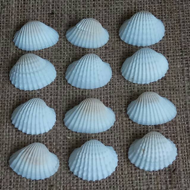 

GEN 50 pcs Kerang Anadara Granosa Putih Prakarya