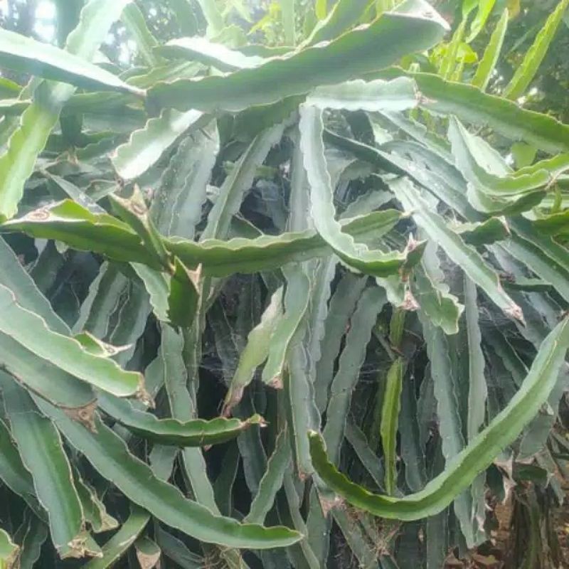 

bibit buah naga unggul