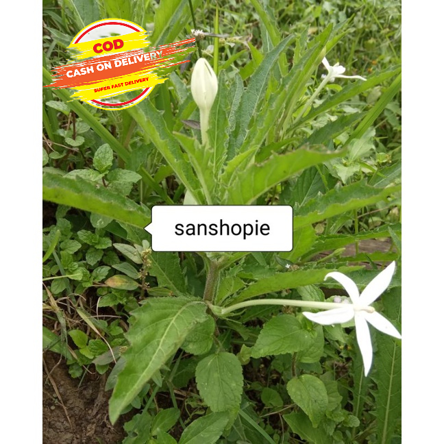 

Daun Kitolod Atau Kitolo Segar Per 1 kg