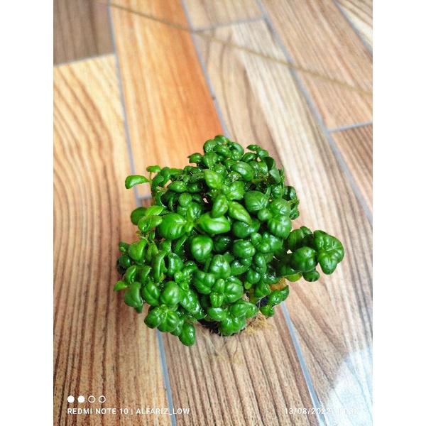 Angguran tanaman aquascape media wabikusa