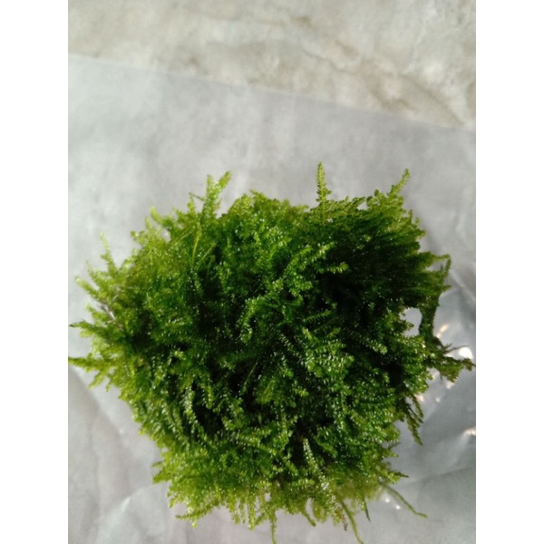 Moss mini Christmas media wabikusa Hiasan aquascape