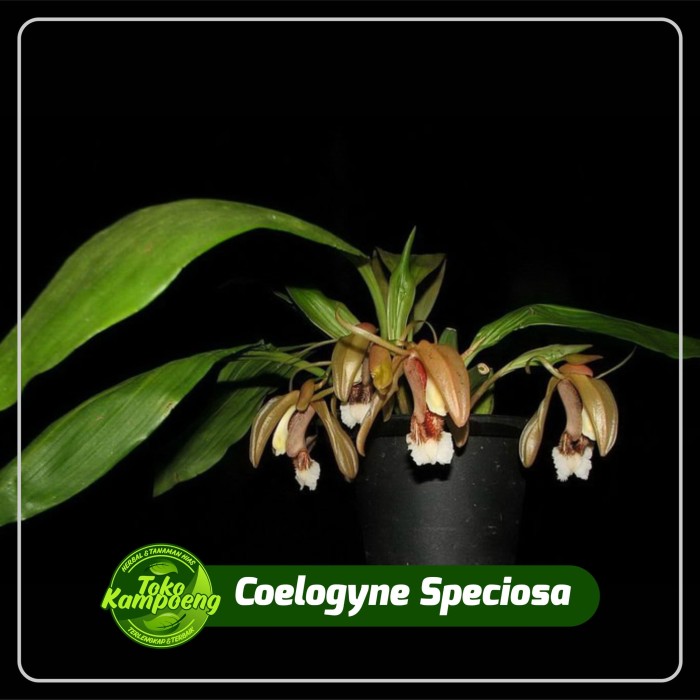 Coelogyne Speciosa