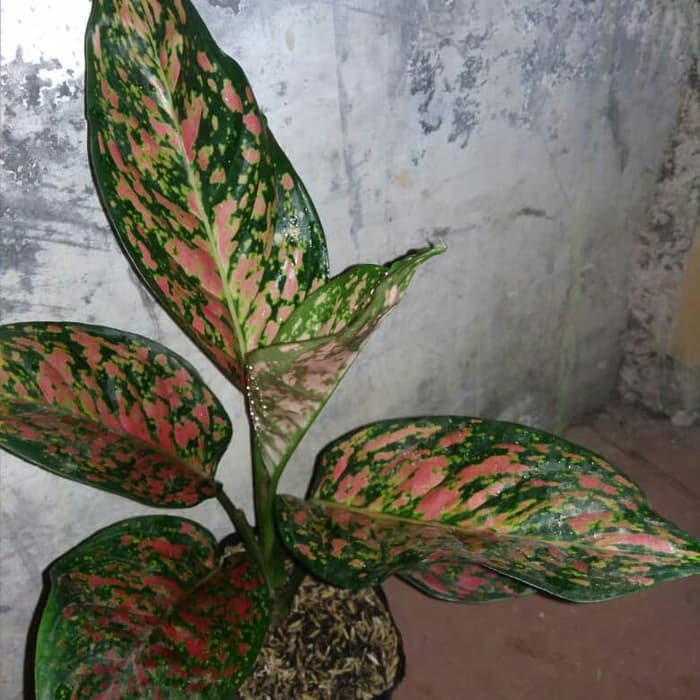 Tanaman hias Aglonema venus rimbun makmur