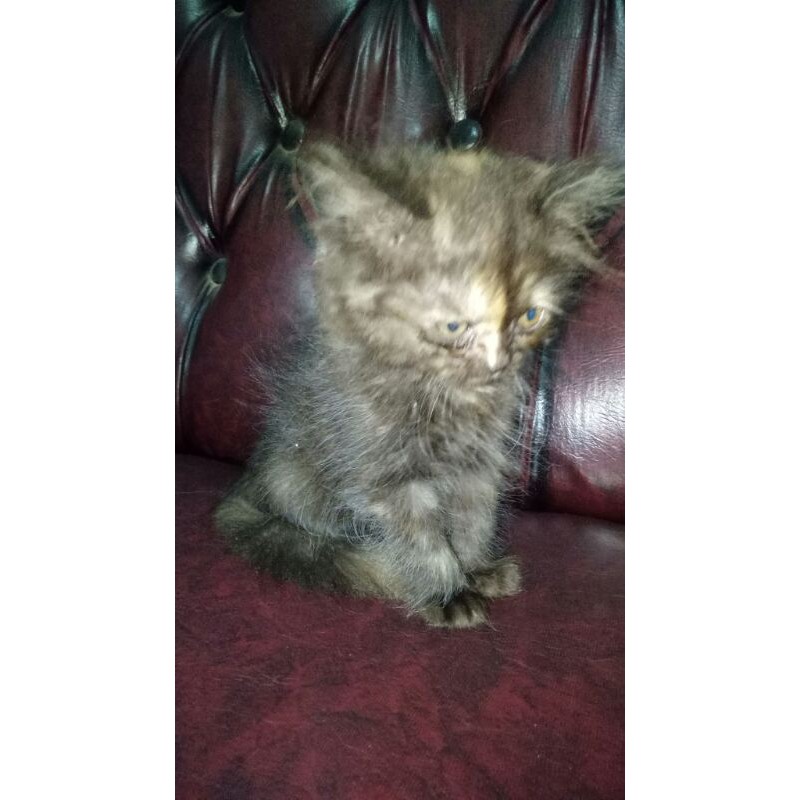 kucing persia/kitten usia 2 bulan