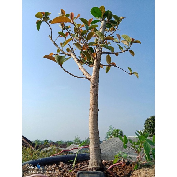 iprik silver program akar