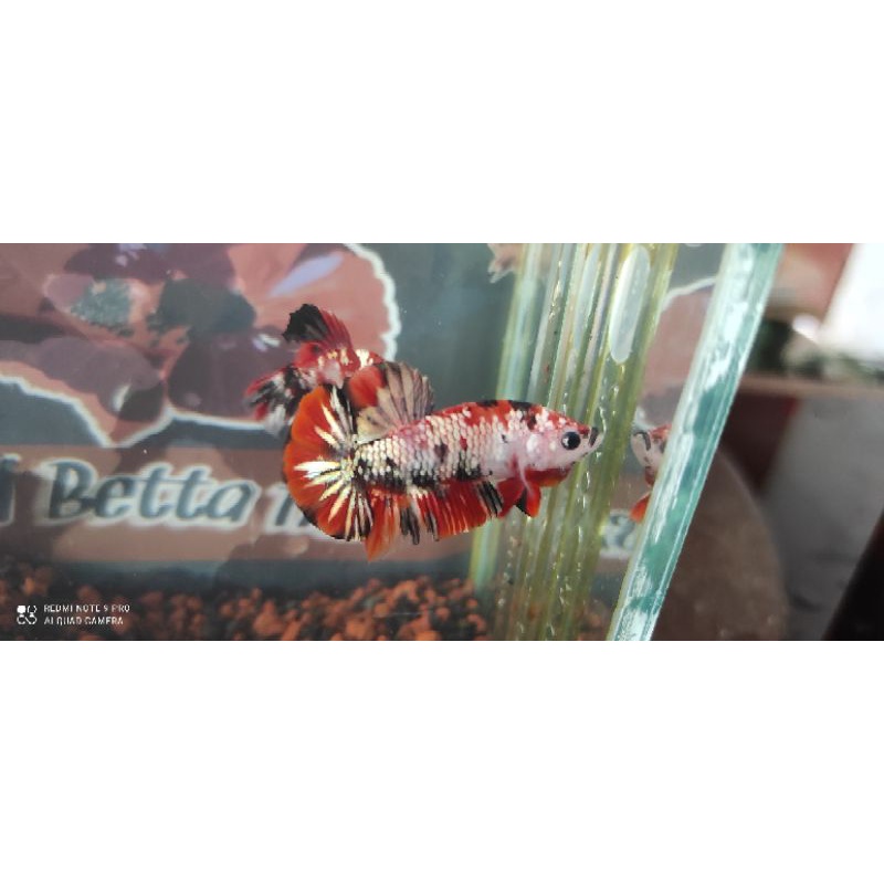 Cupang Koi cooper Gold (ironman) grade A++