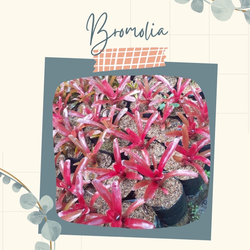 Tanaman Hias Bromolia Bunga Bromolia Merah Cantik