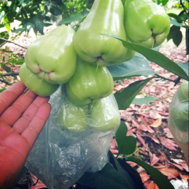 

Jambu Madu Hijau Manis, Segar, Renyah (1kg)