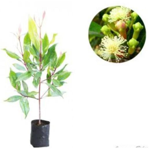 4 Bibit Cengkeh Zanzibar Kualitas Super Diskon