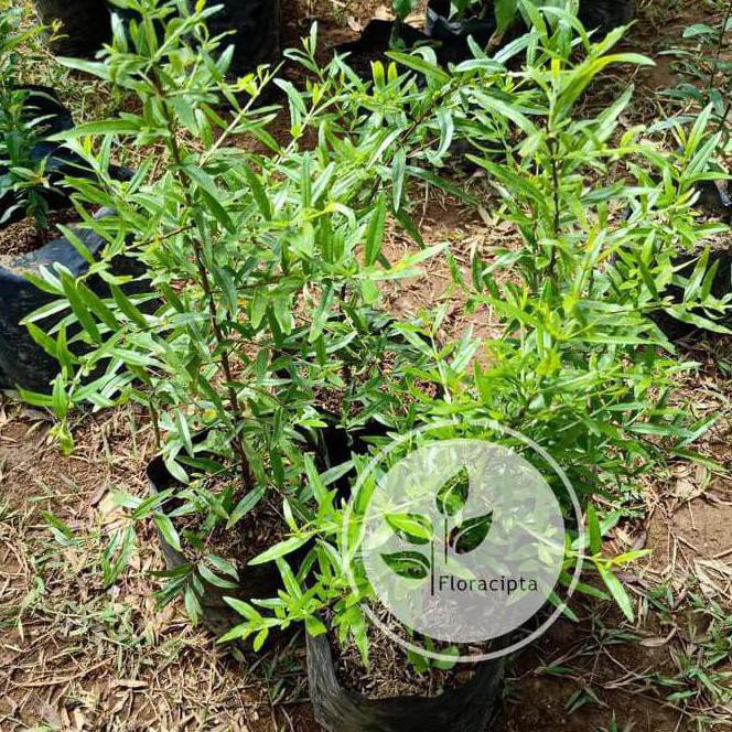 Plp I”* Bibit Pohon Delima Putih / Tanaman Buah Delima Putih / Buah Hijau J3Z K0Y