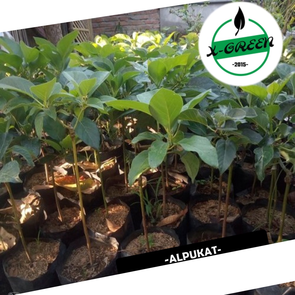 4 Tanaman Alpukat Markus, Aligator, Florida, Miki - (X-Green)