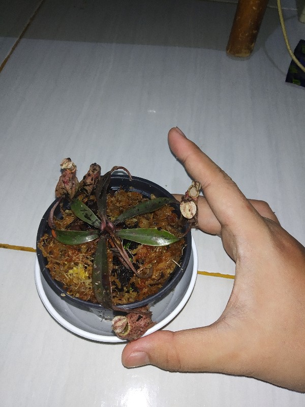 Tanaman Hias Nephentes Raflessiana (s) Hasil Kultur Jaringan