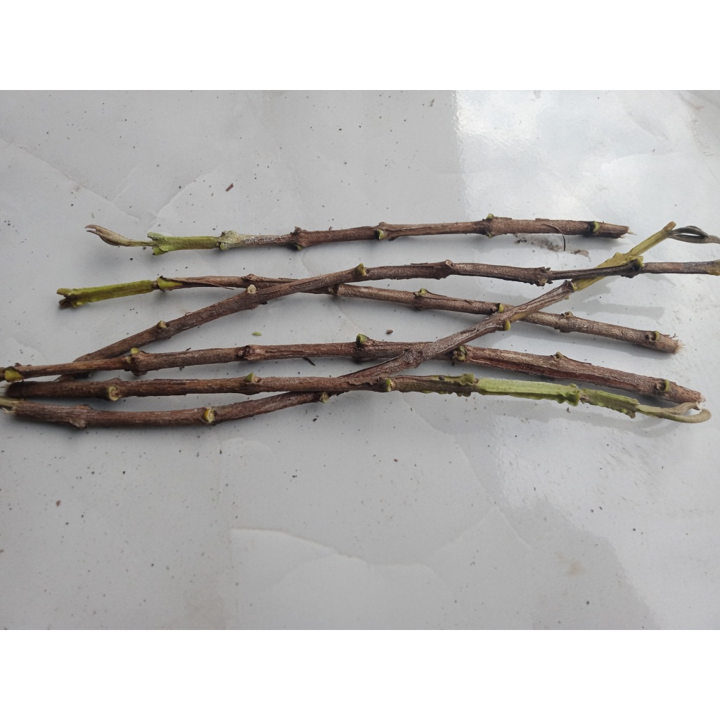 Entres / Batang Segar Jambu Biji Chegua