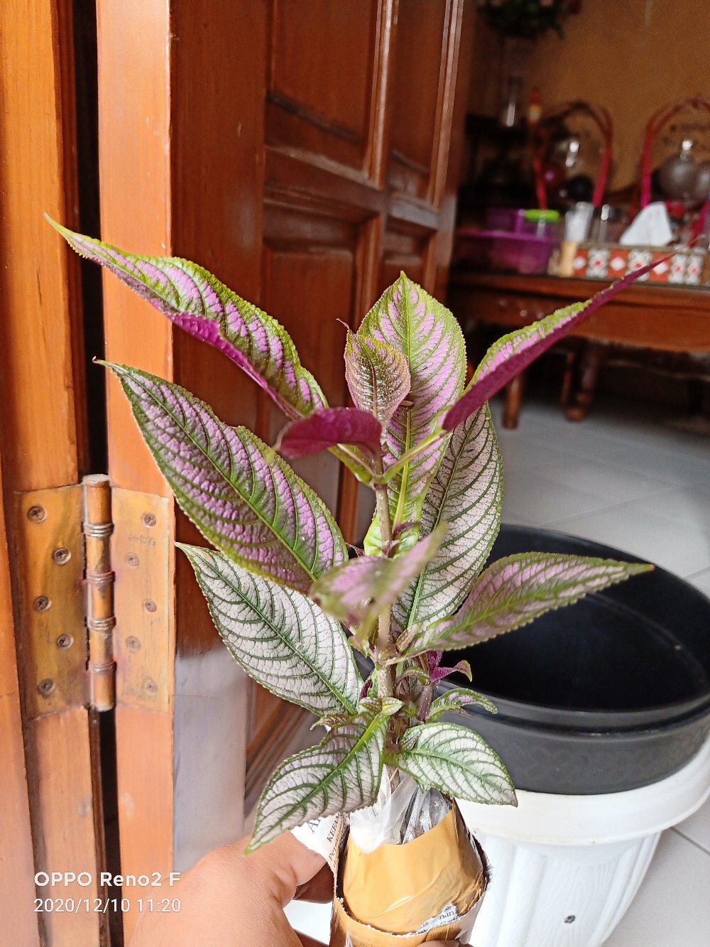 Parisian Shield Murah Promo !!!! Buruan !!!!