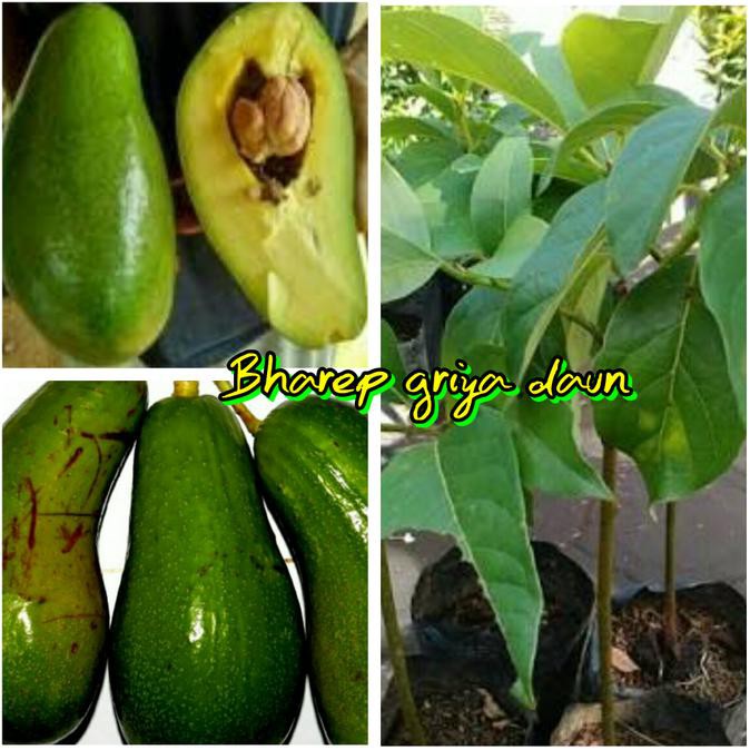 Kw Super Bibit Alpukat Pluwang Super Kw Asli