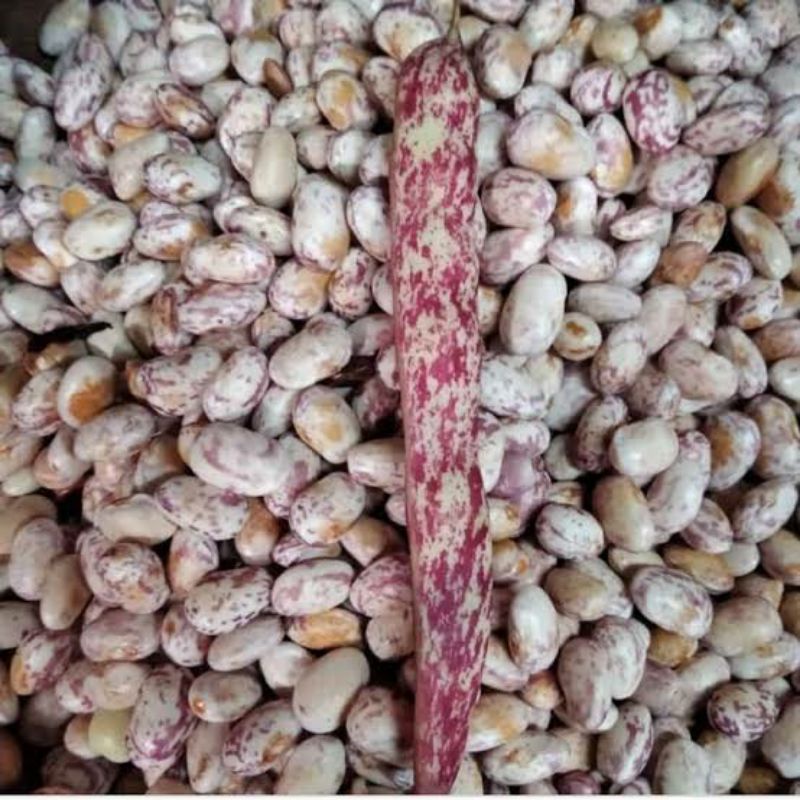

Kacang endul segar