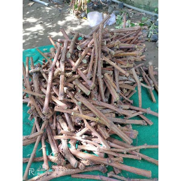 Cutting anggur atau batang anggur