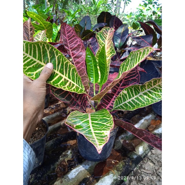 tanaman hias bunga puring langka bunga puring jenifer bergaransi