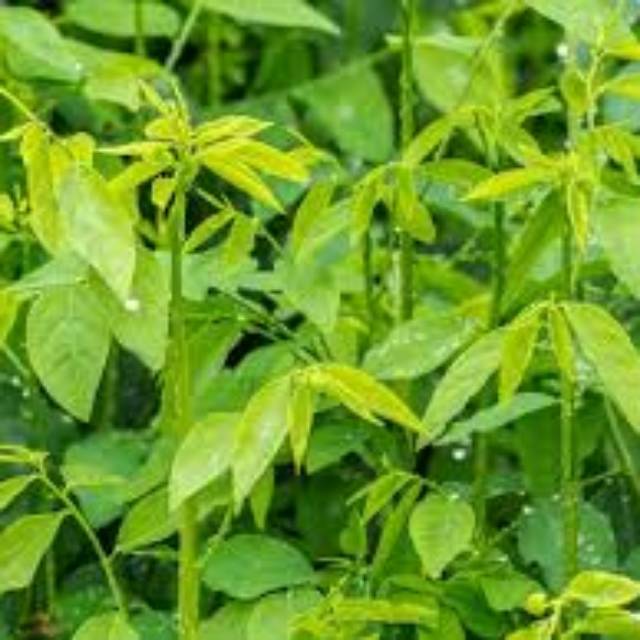 

DAUN KATUK SEGAR PUCUK 500 GRAM