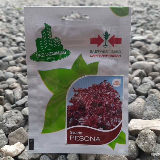 Benih Bibit Biji Selada Merah PESONA (100btr)