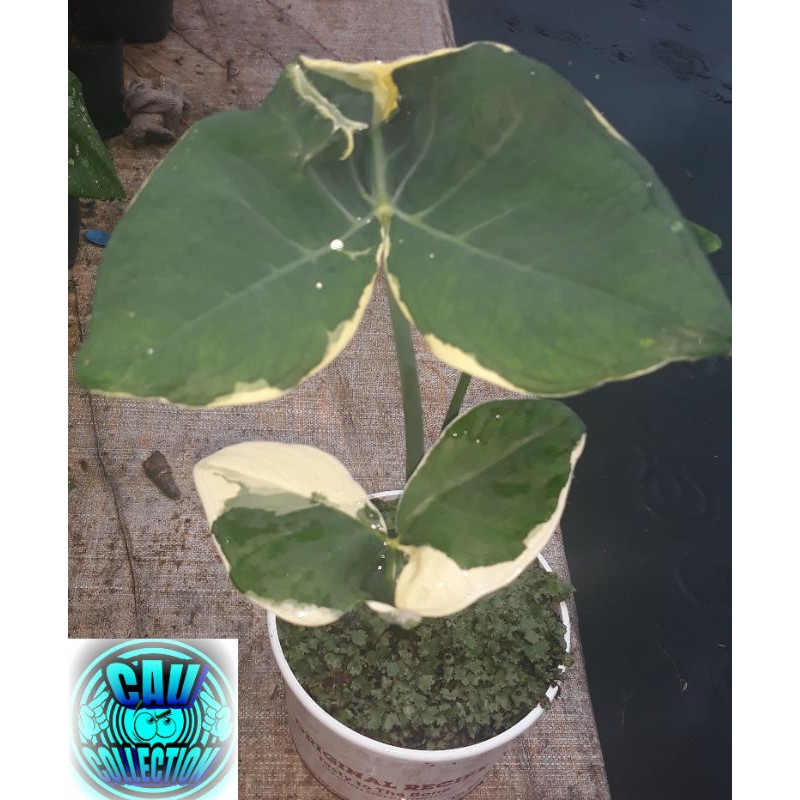 keladi kantong semar/keladi tikus/mickeymouse/xanthosoma albo marginata/varigata (anakan)