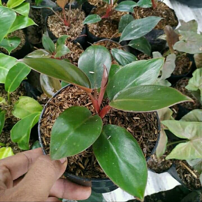 Tanaman hias - philodendron red congo - philo red congo
