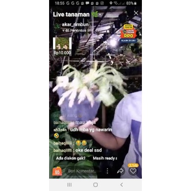 paket tanaman suplir dan kaktus kepiting varigata