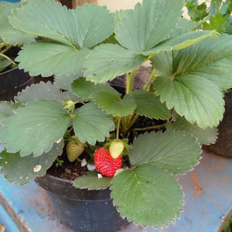 

bibit stobery california