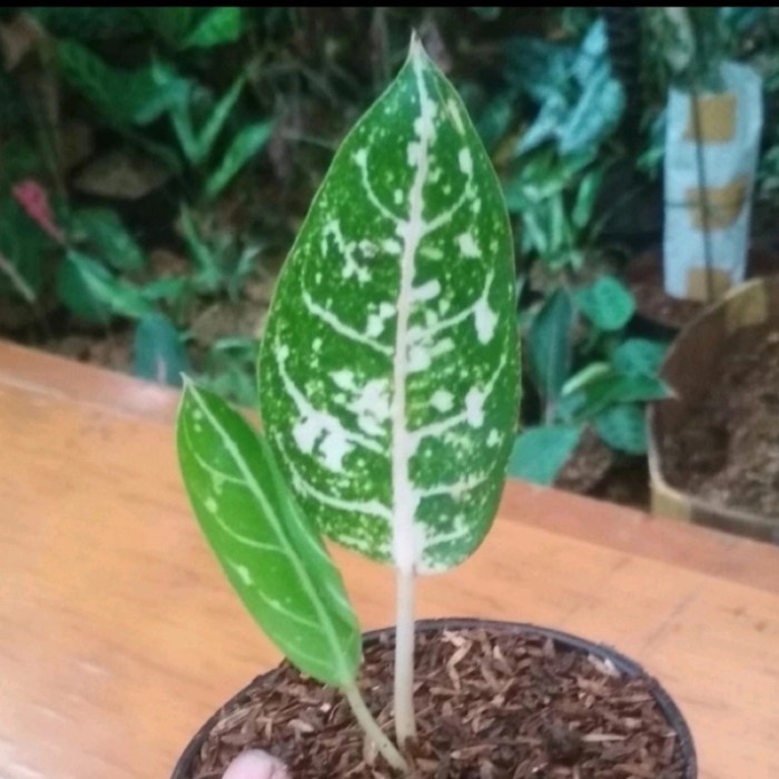 aglonema white legacy/legacy putih anakan