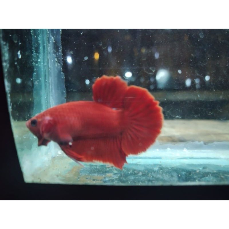 cupang hellboy 2
